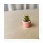 Fernando Mini Cactus Kit