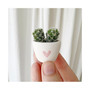 Better Together Mini Cactus Kit