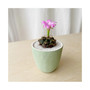 Flora Cactus Kit