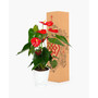 Bali Anthurium Live Plant