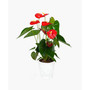 Bali Anthurium Live Plant