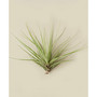 Tillandsia Floribunda Live Air Plant