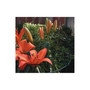 Luster Leaf 30x20 Grow Thru Ring