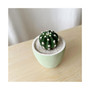 Mino Cactus Kit