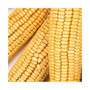 388070 Wildlife Formula Corn on the Cob, 7 Pounds