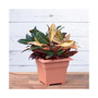 (26145) Countryside Tub, Terra Cotta 14"