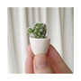 Lino Mini Cactus Kit