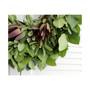 Fresh Lemon Leaf, Pittosporum and Safari Sunset Wreath, 20"