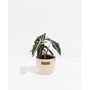 Alocasia Polly Live Plant, 4" Macadamia Eco Pot
