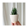 Beto Zebra Succulent Kit