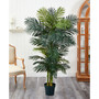 6.5' Golden Cane Palm Tree