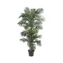 6.5' Golden Cane Palm Tree