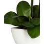 Phalaenopsis Flower Arrangement