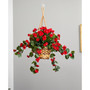 Geranium UV-Resistant Indoor/Outdoor Hanging Basket