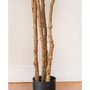 6' Fiddle Leaf Fig Tree