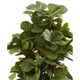 6' Fiddle Leaf Fig Tree