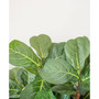 6' Fiddle Leaf Fig Tree