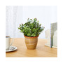 Eucalyptus and Sedum Succulent Artificial Plant in Ceramic Planter