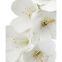 24" Amaryllis Artificial Wreath