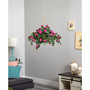 Bougainvillea Hanging Basket
