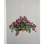 Bougainvillea Hanging Basket