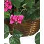 Bougainvillea Hanging Basket