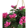 Bougainvillea Hanging Basket