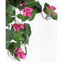 Bougainvillea Hanging Basket
