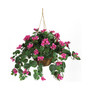 Bougainvillea Hanging Basket