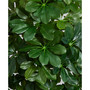 40" Schefflera Artificial Plant in White Vase - Real Touch