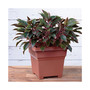 Square Flower Plastic Pot/Planter, Light Terracotta, 18"