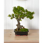Podocarpus w/Mossed Bonsai Planter