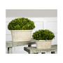 Preserved Boxwood Oval Domes, Set of 2