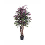 6' Capensia Executive Tree