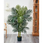 5' Golden Cane Palm Tree