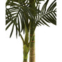 5' Golden Cane Palm Tree