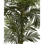5' Golden Cane Palm Tree