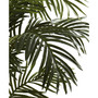 5' Golden Cane Palm Tree