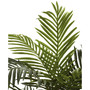 5' Golden Cane Palm Tree