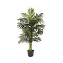 5' Golden Cane Palm Tree