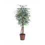6' Artificial Variegated Ficus Executive