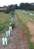 GEOmasta Corflute Tree Guard 150 x 450mm