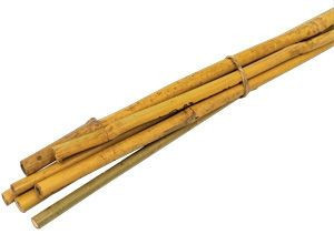 Bamboo canes