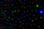 Omnisistem Omni Nite LED Backdrop Curtain DJ Lighting Effect / RGBA / WW