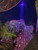 Laser Space Cannon Skybeam Searchlight
