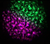 Aqua LED II Water Effect Light