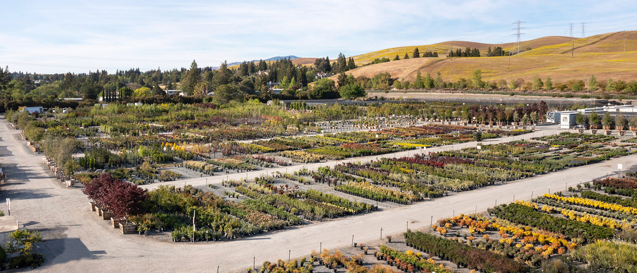 Devil Mountain Wholesale Nursery