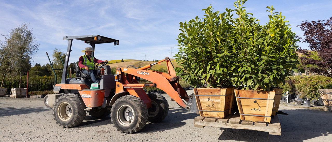 Devil Mountain Wholesale Nursery