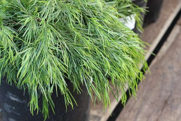 Cousin Itt Bower Wattle, River Wattle