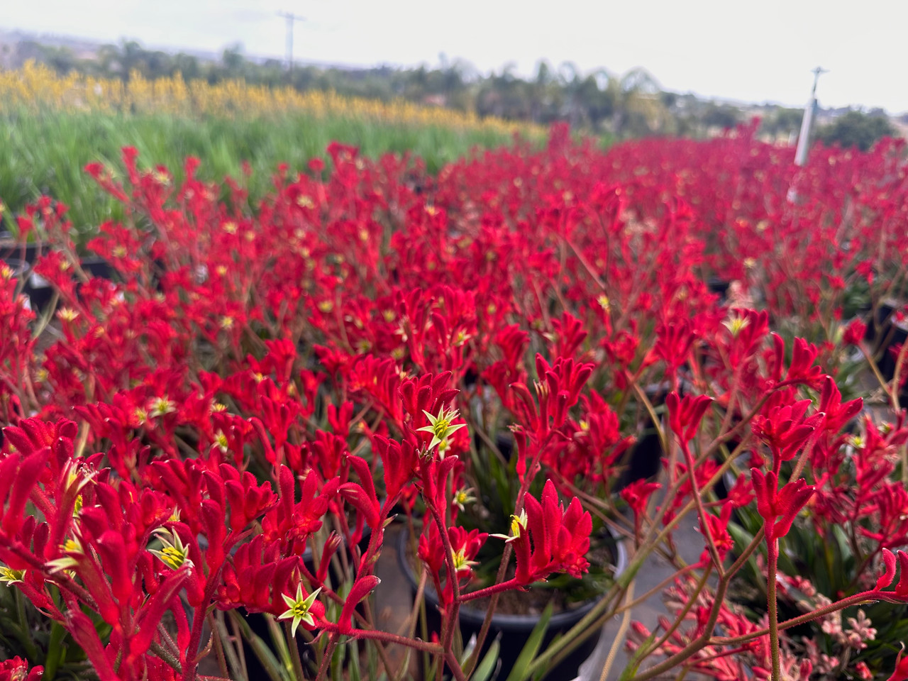 Anigozanthos 'Bush Ranger' - Devil Mountain Wholesale Nursery